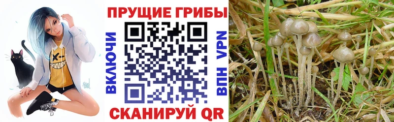 Галлюциногенные грибы Psilocybine cubensis  цена наркотик  Богородицк 